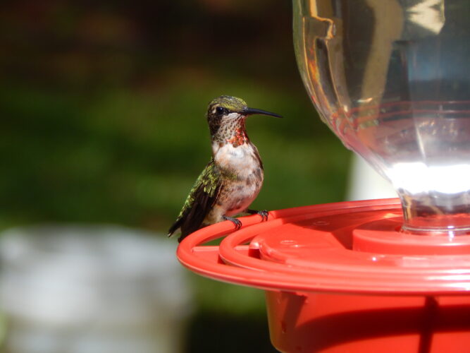 How to Welcome Hummingbirds to Your Home Image